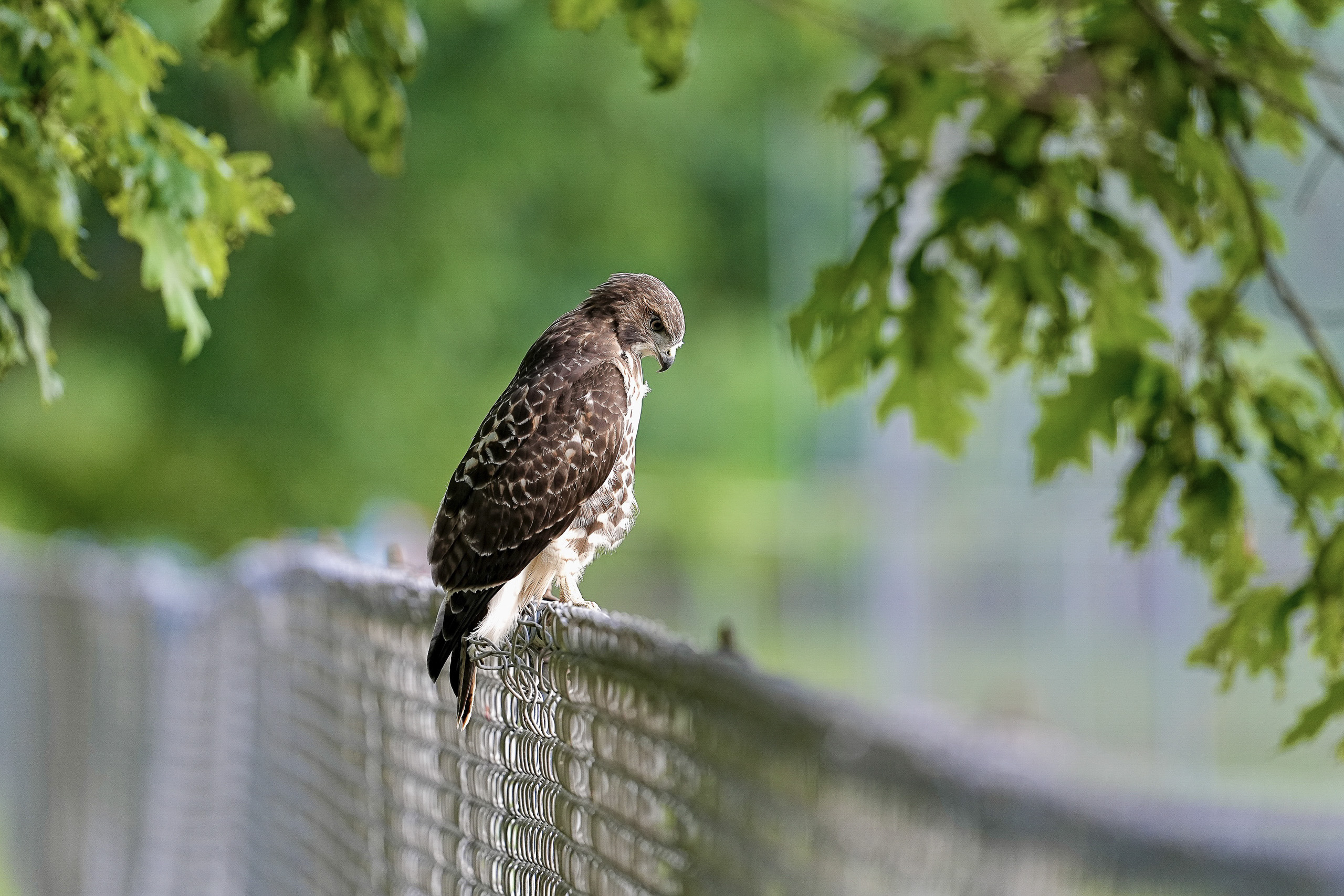 Red-tailed Hawks O1 and O2